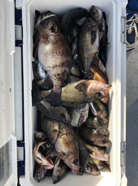 フィッシング　キッタカ 釣果