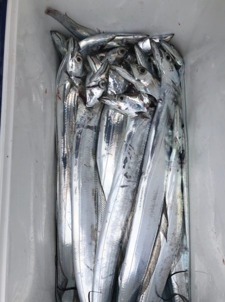 フィッシング キッタカ 釣果