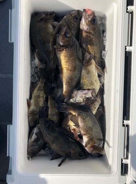 フィッシング　キッタカ 釣果