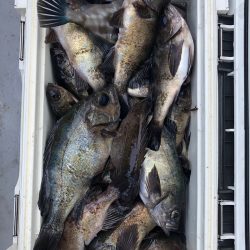 フィッシング　キッタカ 釣果