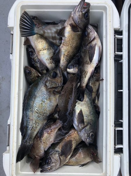 フィッシング　キッタカ 釣果