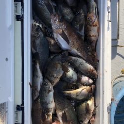 フィッシング　キッタカ 釣果