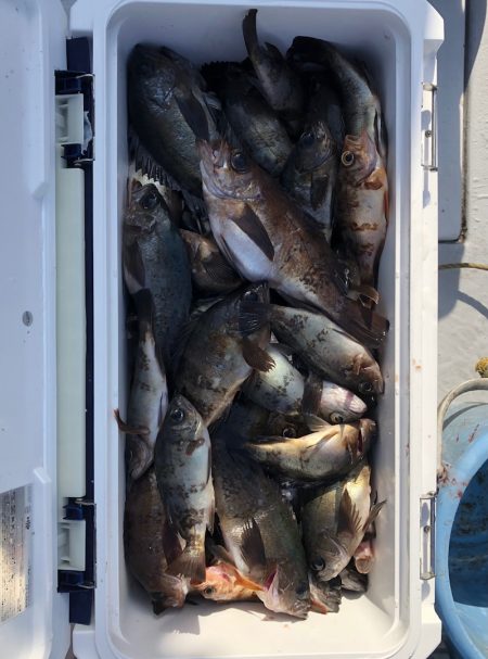 フィッシング　キッタカ 釣果