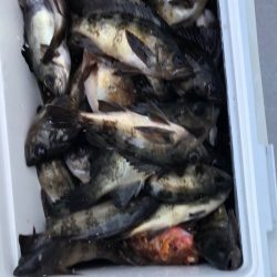 フィッシング　キッタカ 釣果