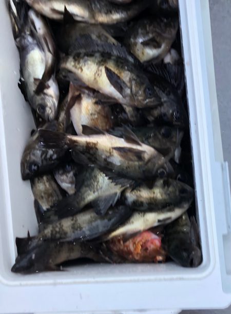 フィッシング　キッタカ 釣果