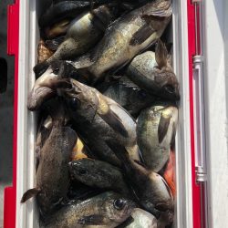 フィッシング キッタカ 釣果