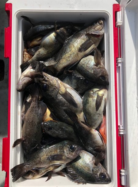 フィッシング キッタカ 釣果