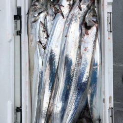 フィッシング　キッタカ 釣果