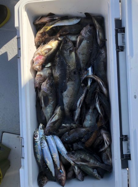 フィッシング　キッタカ 釣果