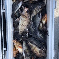 フィッシング キッタカ 釣果