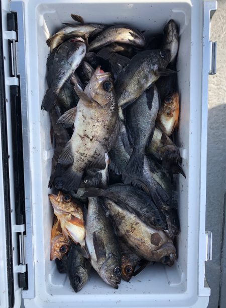 フィッシング　キッタカ 釣果