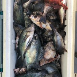 フィッシング　キッタカ 釣果