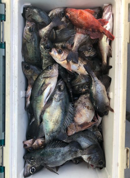 フィッシング　キッタカ 釣果