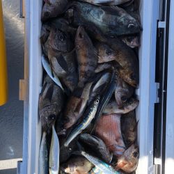 フィッシング　キッタカ 釣果