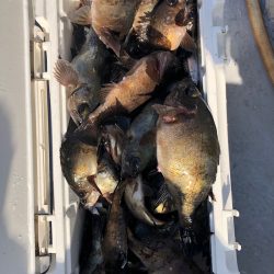 フィッシング　キッタカ 釣果