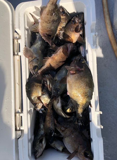 フィッシング　キッタカ 釣果