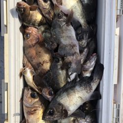 フィッシング キッタカ 釣果