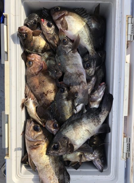 フィッシング キッタカ 釣果