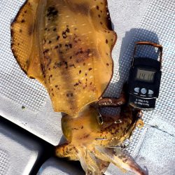 渡船屋たにぐち 釣果