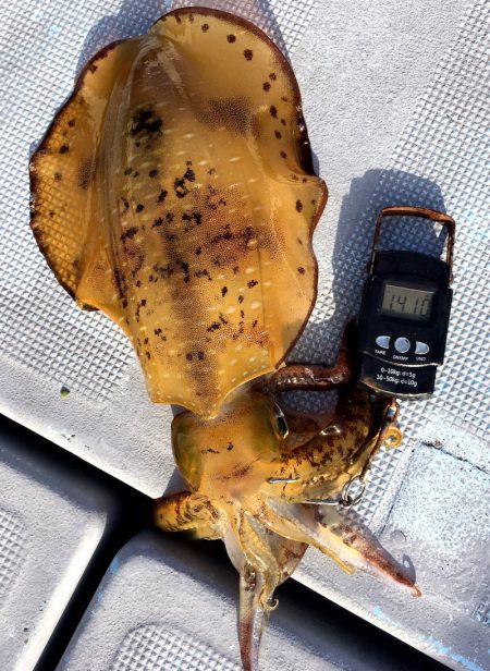 渡船屋たにぐち 釣果