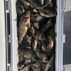 フィッシング キッタカ 釣果