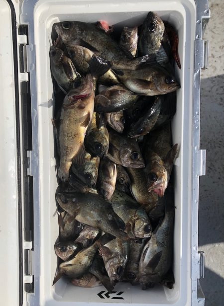 フィッシング キッタカ 釣果