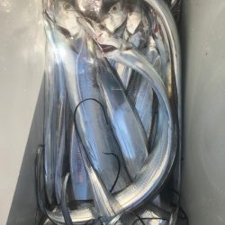 フィッシング　キッタカ 釣果