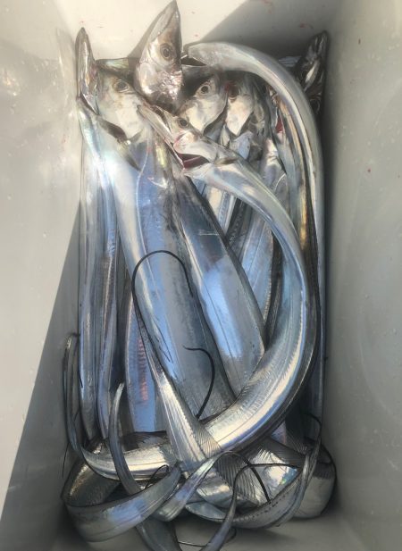 フィッシング　キッタカ 釣果