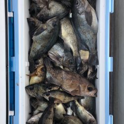 フィッシング キッタカ 釣果