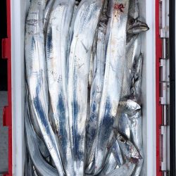 フィッシング　キッタカ 釣果