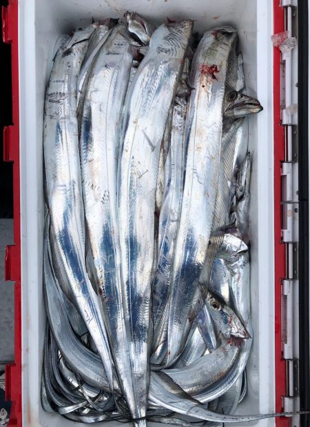 フィッシング　キッタカ 釣果