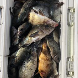 フィッシング キッタカ 釣果