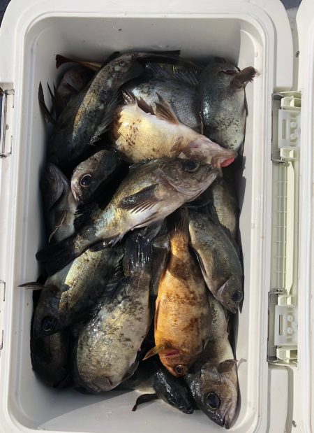 フィッシング キッタカ 釣果