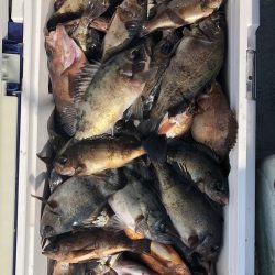 フィッシング　キッタカ 釣果