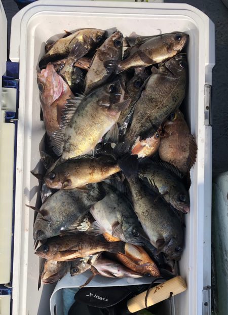 フィッシング　キッタカ 釣果