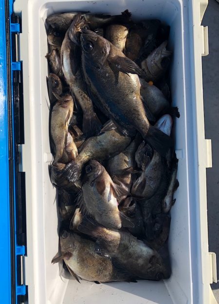 フィッシング　キッタカ 釣果