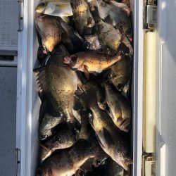 フィッシング　キッタカ 釣果