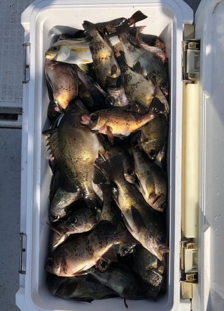 フィッシング　キッタカ 釣果