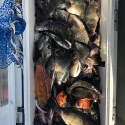 フィッシング　キッタカ 釣果