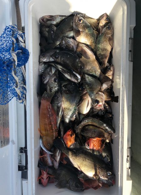 フィッシング　キッタカ 釣果