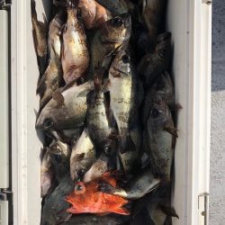 フィッシング キッタカ 釣果