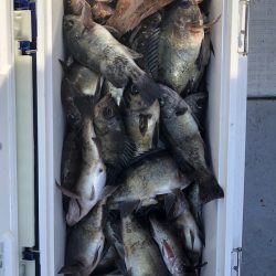 フィッシング　キッタカ 釣果