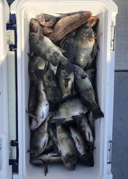 フィッシング　キッタカ 釣果