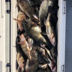 フィッシング　キッタカ 釣果