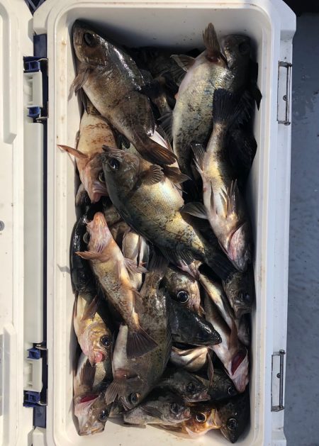 フィッシング　キッタカ 釣果