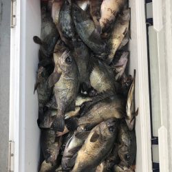 フィッシング キッタカ 釣果