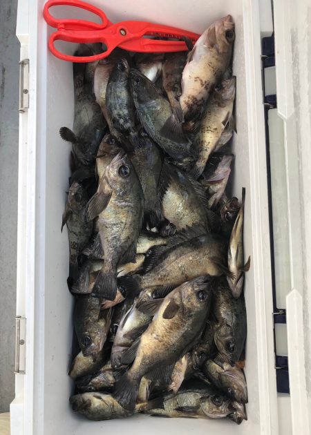 フィッシング キッタカ 釣果