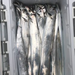 フィッシング　キッタカ 釣果