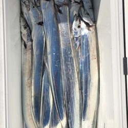 フィッシング　キッタカ 釣果