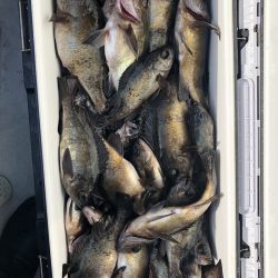 フィッシング　キッタカ 釣果